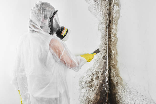 Best Residential Mold Removal  in Stanfield, OR
