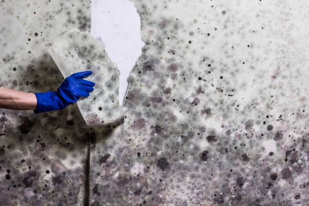 Best Office Mold Removal Services  in Stanfield, OR