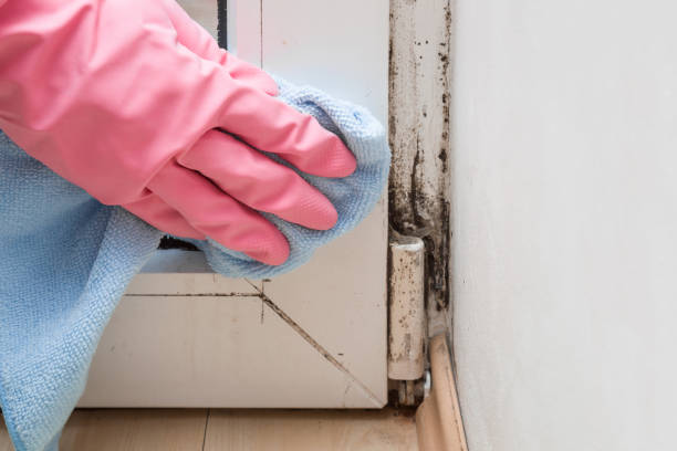 Best Professional Mold Removal  in Stanfield, OR
